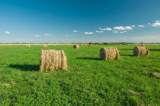 Hay bales lying on a green field, horizon and blue sky - Photo, Image
