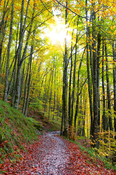 trail between trees with fall colors in the Beech Forests of Irati, Navarra - Foto, imagen