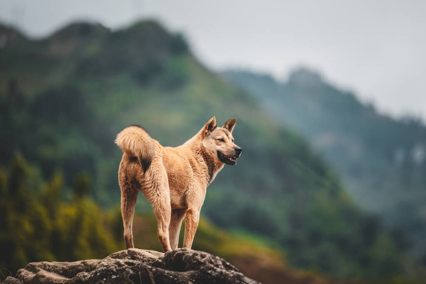 Un perro callejero solitario encontrado en las montañas alrededor de Sapa en Vietnam del Norte, Asia
. - Foto, Imagen