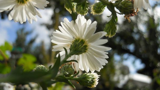 biały jesień wieloletnie astry kwitnące w ogrodzie jesienią widok na dno - Zdjęcie, obraz