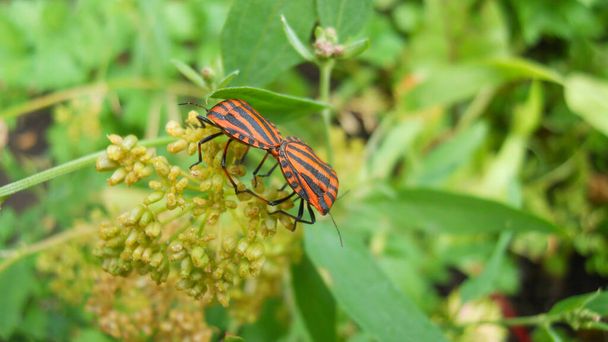 Графосома и атом. Полосатые жуки щита или итальянские жуки спариваются на соцветиях кориандра в саду. селективный фокус в центре
 - Фото, изображение