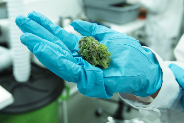consejos de inflorescencias de cannabis en las manos de un asistente de laboratorio. Marihuana en la mano
. - Foto, Imagen