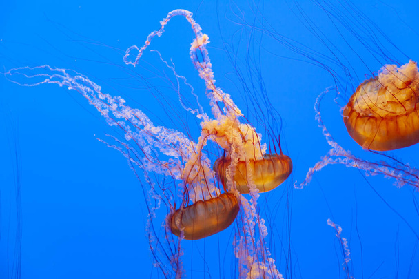Море кропиви
 - Фото, зображення