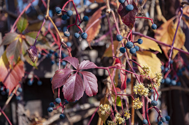Foglie autunnali variopinte di chicchi d'uva selvatici e bacche d'uva primo piano
 - Foto, immagini