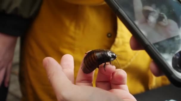 手に大きなゴキブリと一緒に写真を撮る - 映像、動画