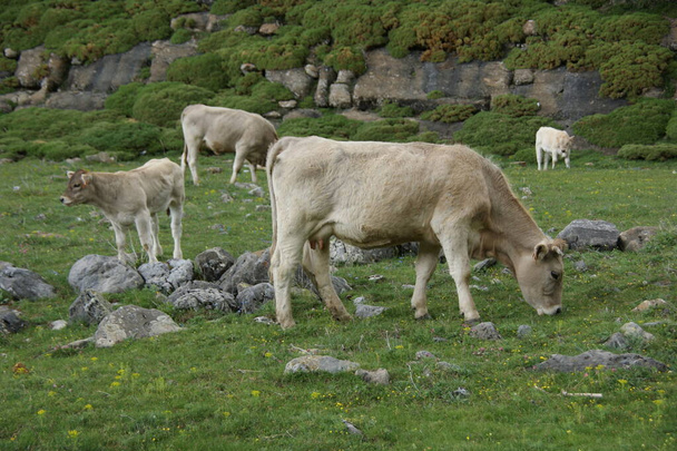 Природний парк Ордеса і Монте-Пердідо в Піренеях. Уеска Іспанія - Фото, зображення