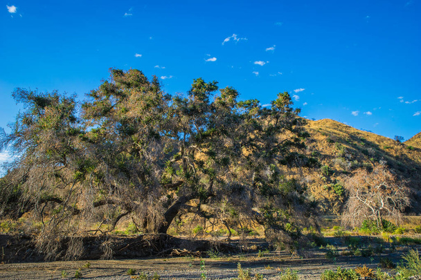 Tammipuu Kaliforniassa Canyon
 - Valokuva, kuva