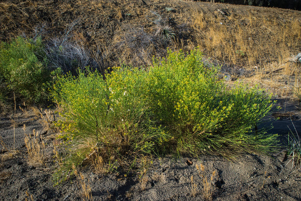 Flor amarilla Desierto Bush
 - Foto, Imagen