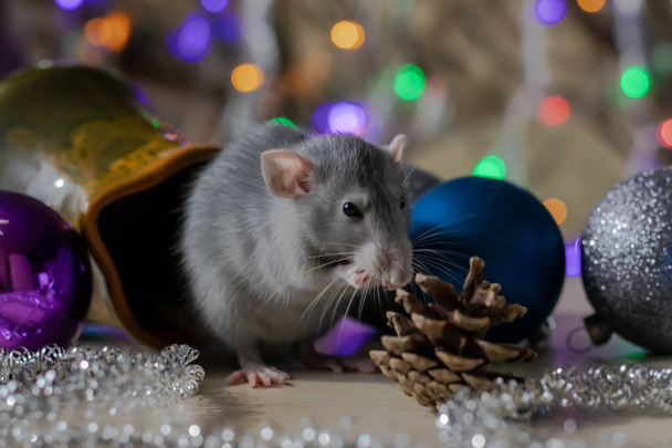 Christmas rat Symbol of the new year 2020. Year of the rat. Chinese New Year 2020. Christmas toys, bokeh - Photo, Image