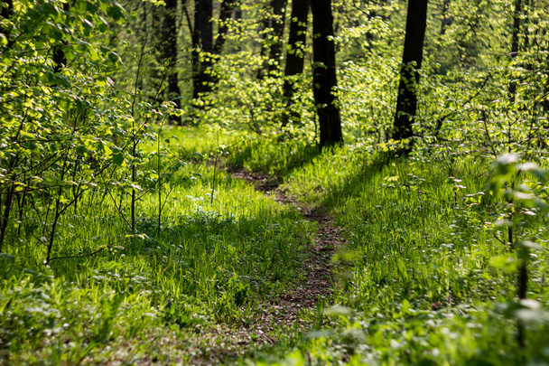 Path in the middle of lush green grass in spring in May - Photo, image
