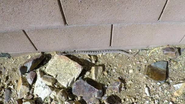 Kis gyémánthátú csörgőkígyó csúszik végig a falon - Felvétel, videó