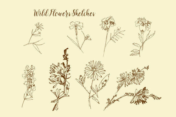 Wild Flowers Sketches. Botanical Hand Drawn Digital Illustration - Vector, afbeelding