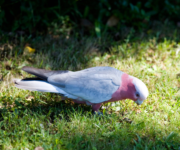 australian galah parrot - Фото, изображение