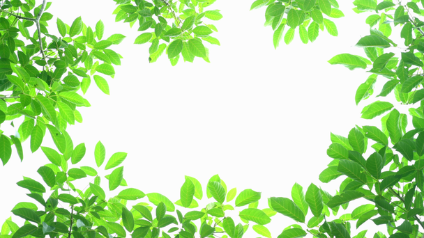 Marco de hojas verdes sobre fondo blanco con espacio central - Imágenes, Vídeo