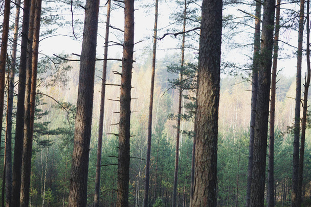 forest green natural background - Foto, imagen