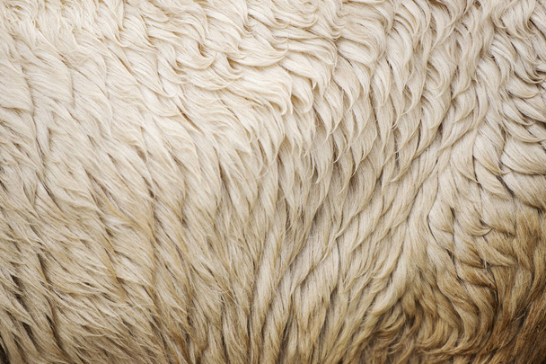 Lana de oveja australiana
 - Foto, Imagen