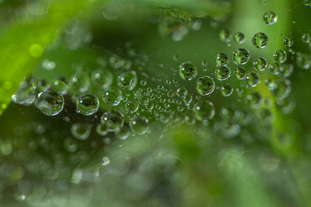 Kapky rosy na pavučině nad zelenou trávou - Fotografie, Obrázek