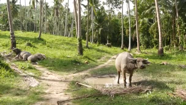 Buvolí rodina mezi zelenou vegetací. Velké dobře udržované býky pasoucí se v zeleni, typická krajina kokosové palmy plantáže v Thajsku. Zemědělství koncept, tradiční dobytek v Asii - Záběry, video
