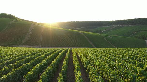 Widok z lotu ptaka na winnice Champagne do Les Riceys, obszar Cote des Bars w departamencie Aube, Francja - Materiał filmowy, wideo