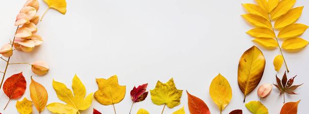 Web banner with yellow and red leaves on white background. Seasonal composition, fall, thanksgiving day, herbarium concept. mockup, template, overhead - Fotoğraf, Görsel