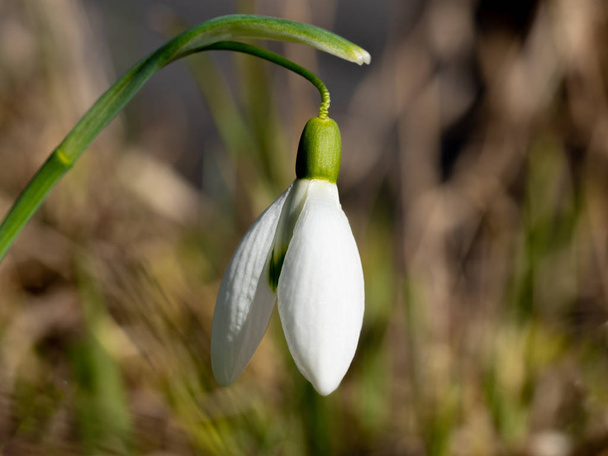 Close up common snowdrop in spring - Photo, Image