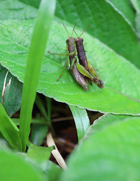 Ζευγάρι Grasshopper κάνει έρωτα σε ζωντανό πράσινο φύλλο στο τροπικό δάσος - Φωτογραφία, εικόνα