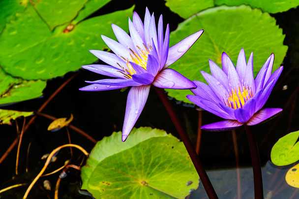 Purple lotus flower blossom - Фото, зображення