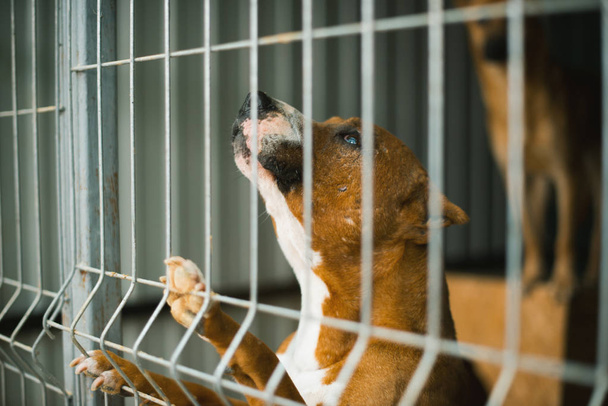 Asilo per cani, cani senzatetto in gabbia in rifugio per animali. Aban.
 - Foto, immagini