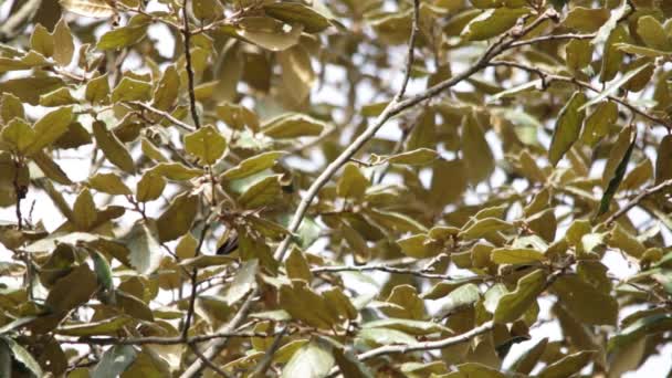 colibrí incipiente y su madre aprendiendo la vida
 - Metraje, vídeo