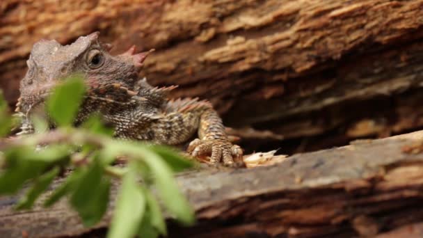 Mexican plateau horned lizard looking very comfortable - Footage, Video