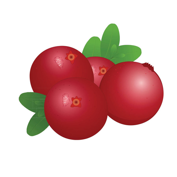 Cranberry Fruit - Cartoon Vector Afbeelding - Vector, afbeelding