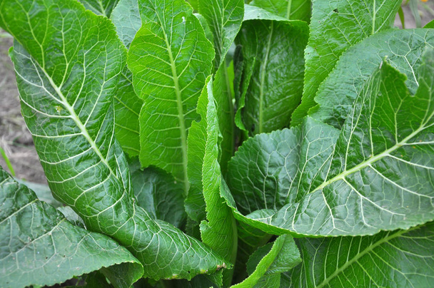 Horseradish with green leaves in the open ground - Photo, Image