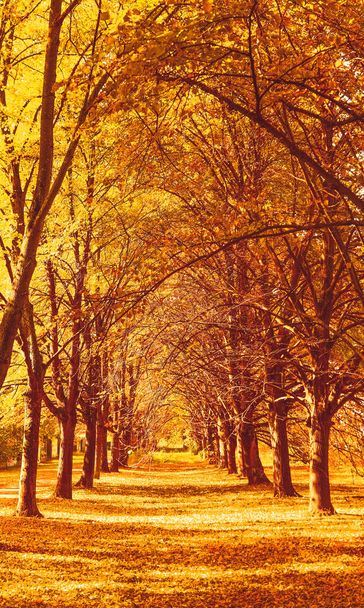 Beautiful autumn landscape background, vintage nature scene in f - Photo, Image