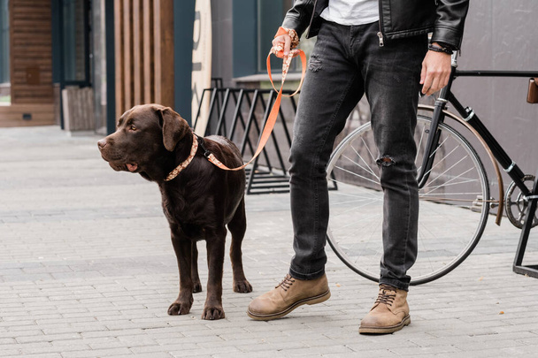 Lindo perro de pura raza con correa y su dueño en ropa casual de pie en el trottoire durante el frío en la ciudad
 - Foto, Imagen