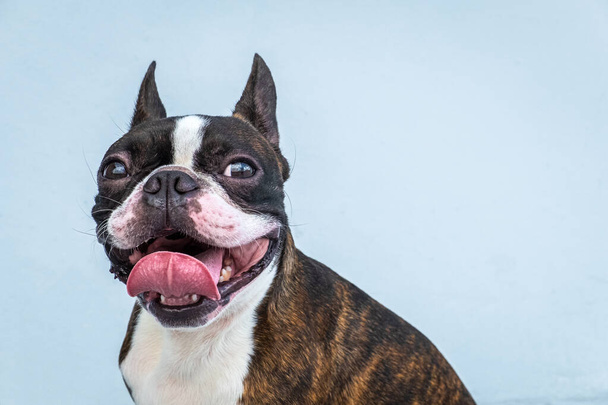 Portret boston terrier czysta rasa miękki szary tło zbliżenie - Zdjęcie, obraz