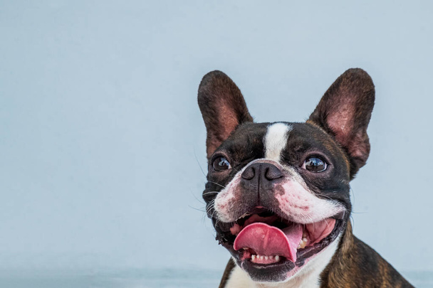 Portret boston terrier czysta rasa miękki szary tło zbliżenie - Zdjęcie, obraz