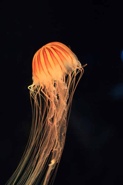 Japanese sea nettle (Chrysaora pacifica) in Japan - Photo, Image