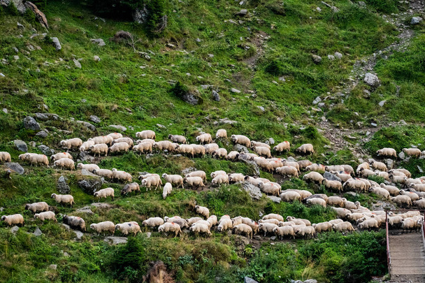 Big  flock of white sheeps Romanian  mountains - Foto, Imagen