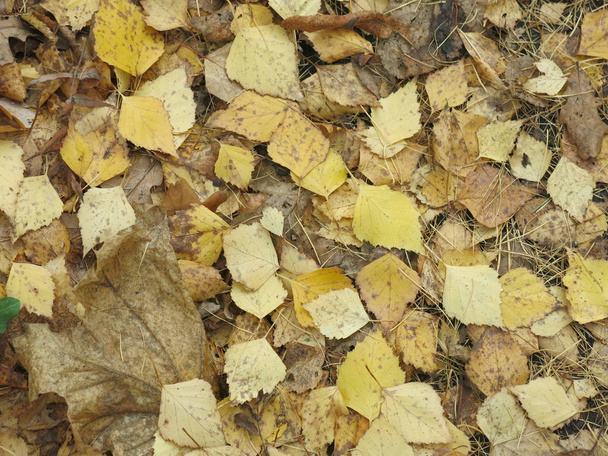 Podzimní žluté listí na silnici - Fotografie, Obrázek