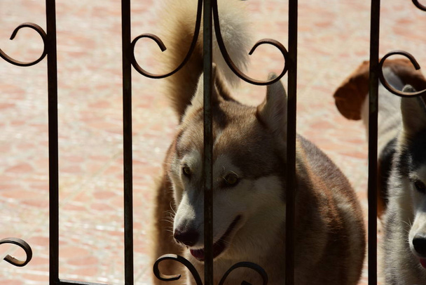 милые собаки за металлическим забором
  - Фото, изображение