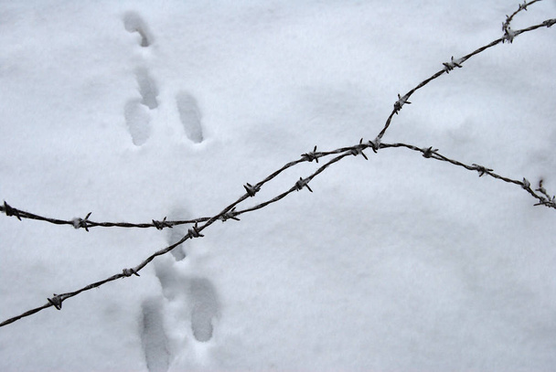 Ogrodzenie z drutu kolczastego przed ścieżką śniegu ze śladami zwierząt. Natura zimowa - Zdjęcie, obraz