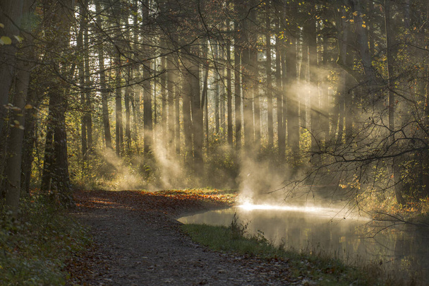 Туман поднимается солнечным зимним утром из ручья на лесной дороге
 - Фото, изображение