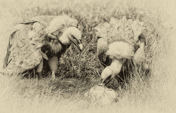 Стервятники кормятся в траве
 - Фото, изображение