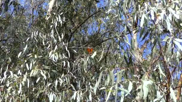 Monarch πεταλούδα, όπως φαίνεται από το μονοπάτι πεταλούδα μονάρχης στο φυσικό Bridges State Sanctuary στην Santa Cruz, Καλιφόρνια, Usa - Πλάνα, βίντεο