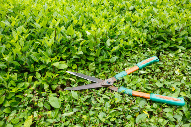Découpage ciseaux arbustes
 - Photo, image