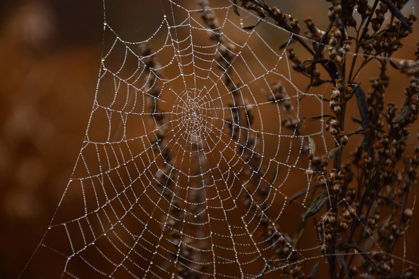Red de araña con gotas de rocío - Foto, imagen