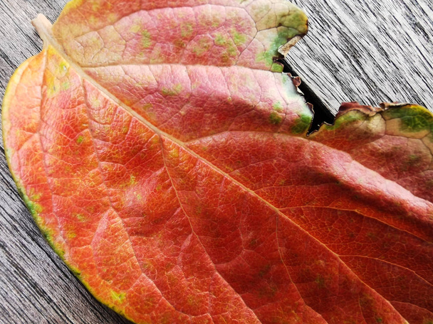 padlý persimmon list s podzimní paletou barev - Fotografie, Obrázek