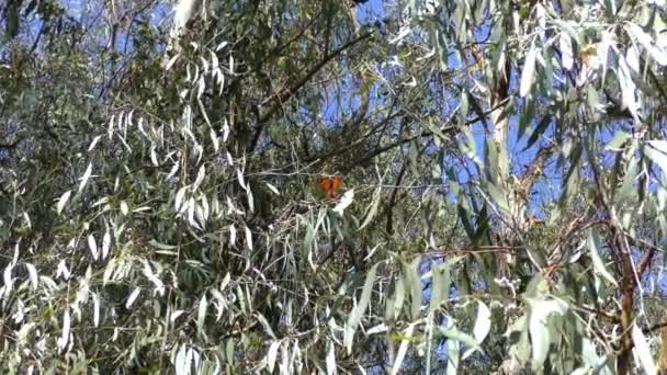 Monarch πεταλούδα, όπως φαίνεται από το μονοπάτι πεταλούδα μονάρχης στο φυσικό Bridges State Sanctuary στην Santa Cruz, Καλιφόρνια, Usa - Πλάνα, βίντεο
