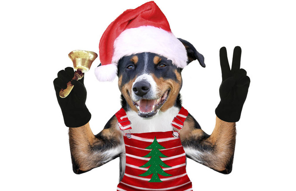 xmas dog in Santa��s dress and a Christmas bell - Photo, Image
