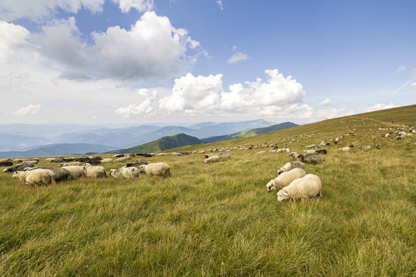 Rebaño de ovejas de granja que pastan en pastos verdes de montaña
. - Foto, imagen